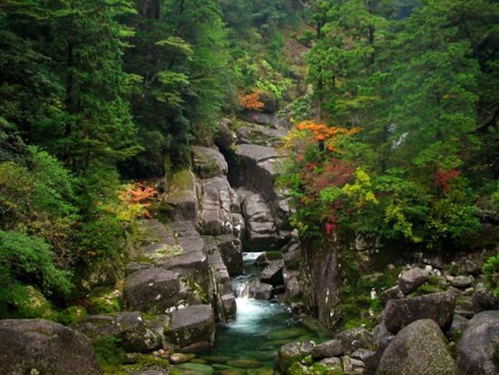 ヤクスギランドトレッキングツアー 150分のコースを5～6時間かけてゆっくりご案内  竹皮に包まれたおにぎり弁当付き by YNACクラシック