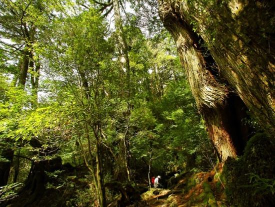 ヤクスギランドトレッキングツアー 150分のコースを5～6時間かけてゆっくりご案内  竹皮に包まれたおにぎり弁当付き by YNACクラシック