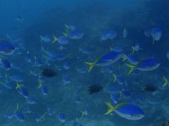 0320di-800x324