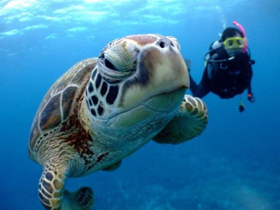 慶良間体験ダイビング＋シュノーケリング　ウミガメやチンアナゴに高確率で会えるポイントへ 慶良間の離島エリアでブルーの海へダイブ！＜1日／1～2ダイブ／那覇発＞