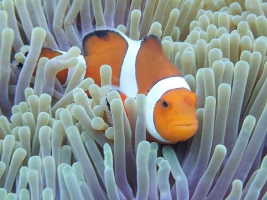 慶良間体験ダイビング＋シュノーケリング　ウミガメやチンアナゴに高確率で会えるポイントへ 慶良間の離島エリアでブルーの海へダイブ！＜1日／1～2ダイブ／那覇発＞