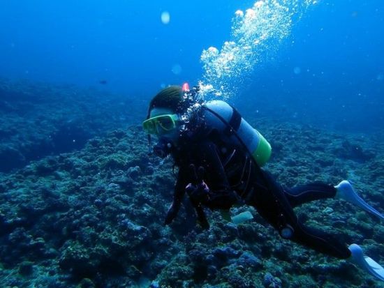 慶良間ファンダイビング　初心者やお一人での参加もOK！トイレ、シャワー完備の大型高速クルーザー＆水中写真無料＜1日／2～3ダイブ／那覇発＞