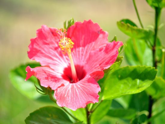 石垣八重山ﾊｲﾌﾞｽｶｽ10a