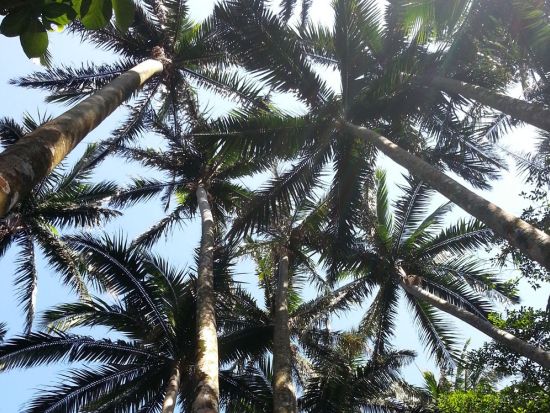 貸切観光タクシー  ご希望に合わせてスポットや工程をアレンジできるオリジナルツアー＜3~8時間／ホテル・空港送迎付／石垣島発＞