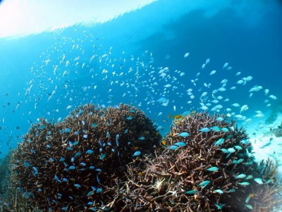 シュノーケリング　透明度抜群の海とカラフルな熱帯魚の世界へ！観光前後で選びやすい離島ターミナル目の前ショップ＜市街地送迎無料／3歳～OK＞