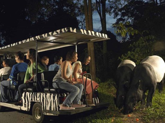 【貸切】ナイトサファリツアー　日本語音声トラム確約！トレイル散策＜日本語ガイド／ホテル送迎付き＞