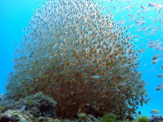 197620_476421429089932_757832800_n