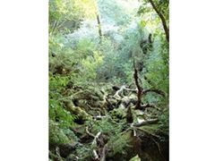 フォレストウォーク屋久島17