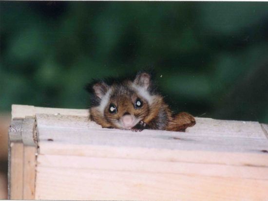 ムササビウオッチング　森のナイトツアー＜カントリーレイクシステムズ／富士河口湖町＞