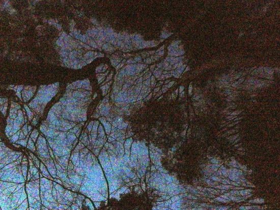 ムササビウオッチング　森のナイトツアー＜カントリーレイクシステムズ／富士河口湖町＞