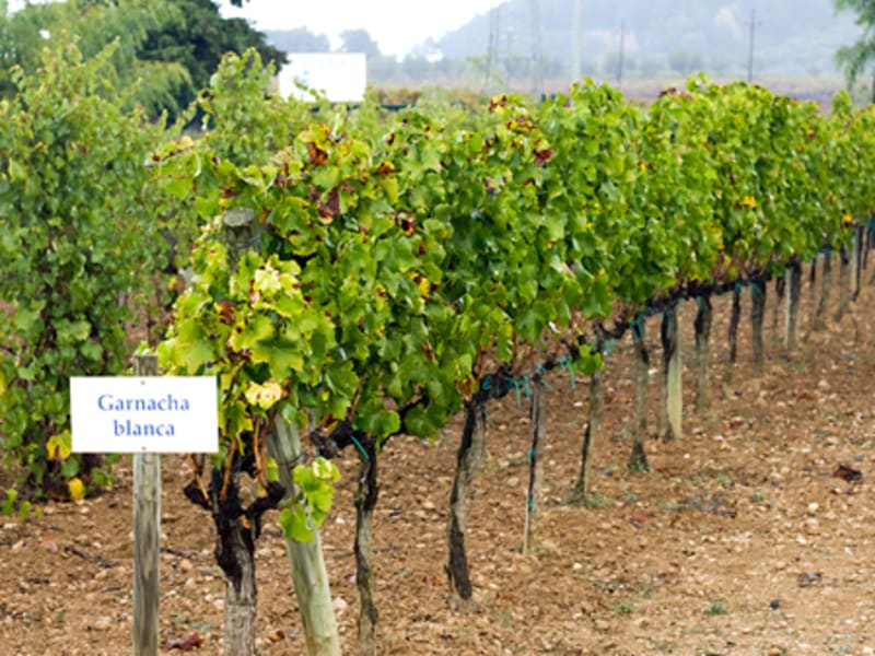 Wine tour of Pendenes area of Catalonia