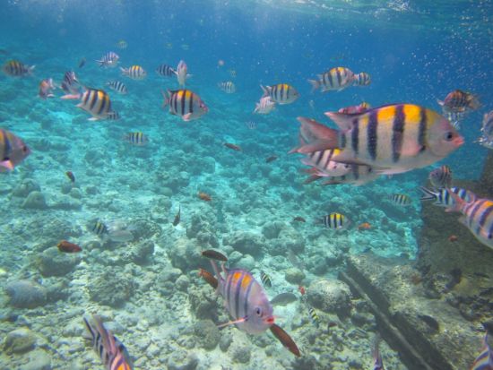 【ボート貸切】アイランドホッピング 意外とおトク！パンダノン島、ナルスアン島など行き先選択可（最大26名）＜現地ガイド日本語可＞＊船1台料金