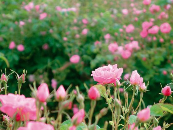 南仏でオリジナル香水づくり体験！ガリマール社 (Parfumerie GALIMARD)　＜午前・午後／英語／グラースまたはエズ＞