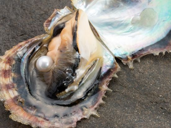 真珠の珠出し体験 自分で取り出した真珠で小物やアクセサリーづくり ＜伊勢市＞by菊池パール