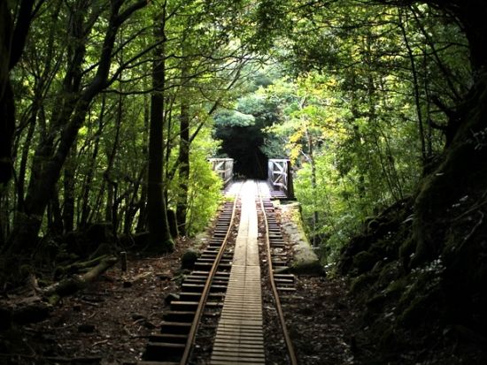 縄文杉1日＋白谷雲水峡半日（苔むす森）or 1日（太鼓岩まで）2日間トレッキングツアー by A・N・D