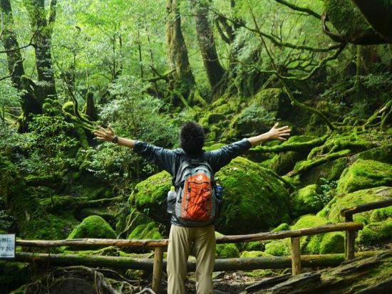 白谷雲水峡1日（太鼓岩まで）トレッキング  神秘の森「苔むす森」、屋久島の森を大パノラマで一望できる「太鼓岩」を堪能 ＜登山装備レンタル付＞ by A・N・D