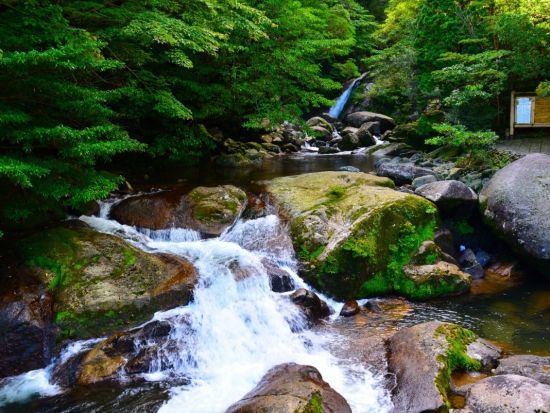 白谷雲水峡半日（苔むす森まで）トレッキング ＜登山装備レンタル付・宮之浦～安房エリア送迎あり＞ by A・N・D