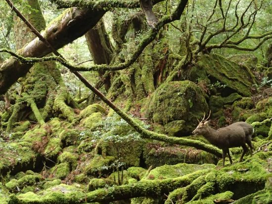 白谷雲水峡半日（苔むす森まで）トレッキング ＜登山装備レンタル付・宮之浦～安房エリア送迎あり＞ by A・N・D