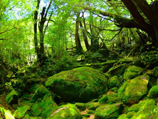 白谷雲水峡半日（苔むす森まで）トレッキング ＜登山装備レンタル付・宮之浦～安房エリア送迎あり＞ by A・N・D