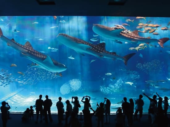 美ら海水族館 チケット | 沖縄本島 旅行の観光・オプショナルツアー予約 VELTRA（ベルトラ）