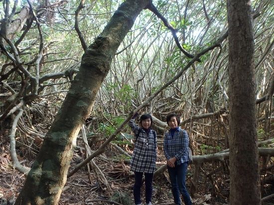 森歩き　マルベリー03