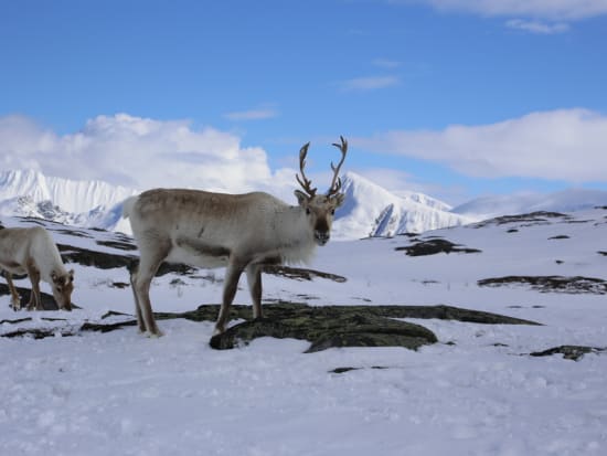 Sami Reindeer Experience from Tromso