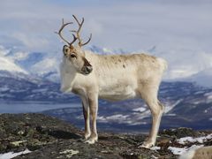 Reindeer in Norway