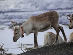 Sami Reindeer