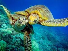 great barrier reef scuba diving