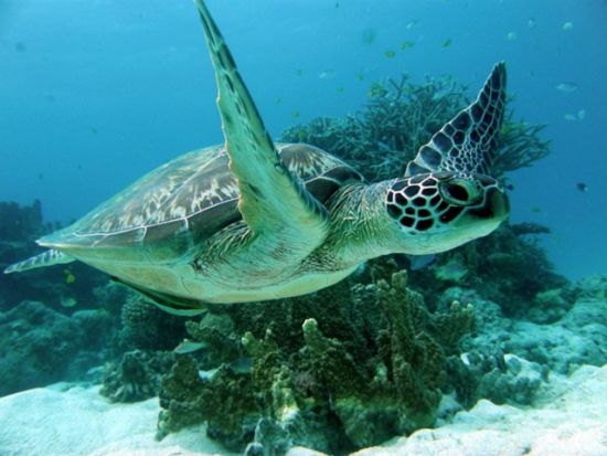 ファンダイビング 石垣島有数のスポットで感動ダイビング！石垣島の海を知り尽くしたプロガイドがご案内＜1日／2～3ダイブ／石垣島＞