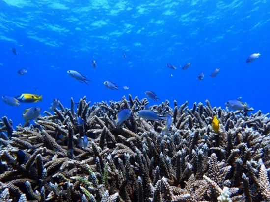 ファンダイビング 石垣島有数のスポットで感動ダイビング！石垣島の海を知り尽くしたプロガイドがご案内＜1日／2～3ダイブ／石垣島＞