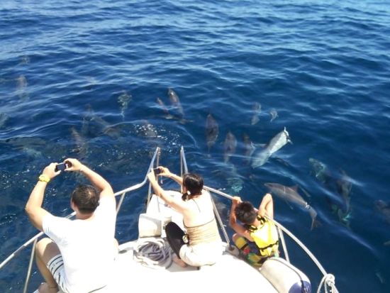 ドルフィンスイム＋シュノーケリングツアー　世界遺産の小笠原でイルカと泳ぐ＜午前・午後／小笠原諸島・父島発＞