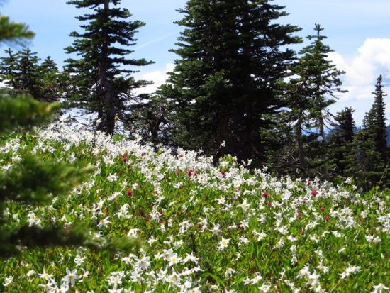 マウント・レーニア国立公園　1日観光ツアー ＜7～10月／日本語ドライバーガイド＞