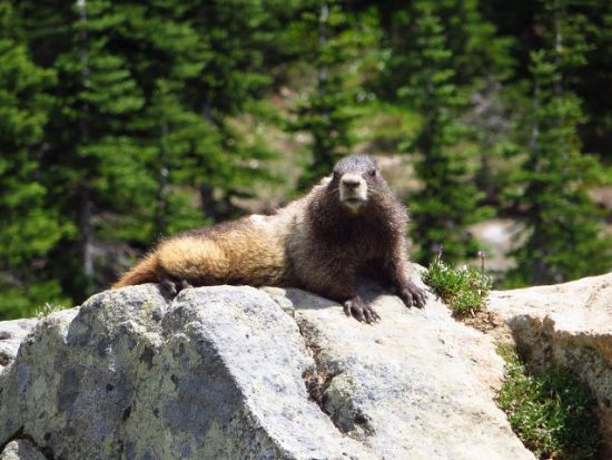 マウント・レーニア国立公園　1日観光ツアー ＜7～10月／日本語ドライバーガイド＞