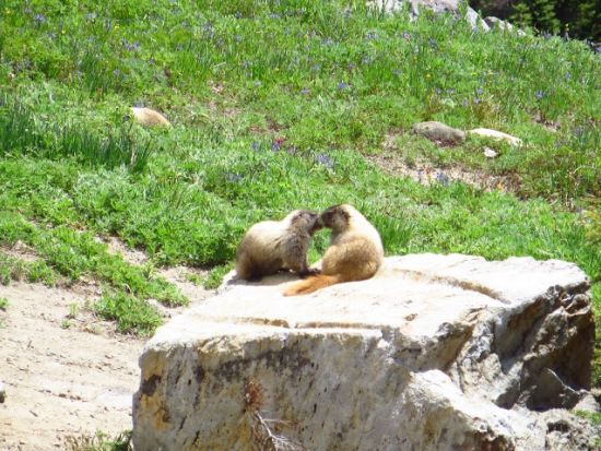 マウント・レーニア国立公園　1日観光ツアー ＜7～10月／日本語ドライバーガイド＞