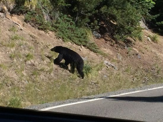 マウント・レーニア国立公園　1日観光ツアー ＜7～10月／日本語ドライバーガイド＞