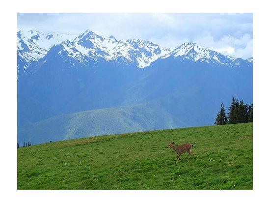 オリンピック国立公園　1日観光ツアー ＜7～10月／日本語ドライバーガイド＞