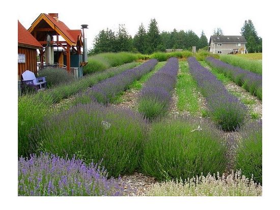 オリンピック国立公園　1日観光ツアー ＜7～10月／日本語ドライバーガイド＞