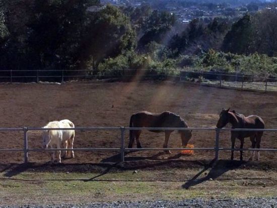 乗馬体験　初めての乗馬にもおすすめ！馬と一緒に景色を満喫[風来里馬小屋/石岡市]