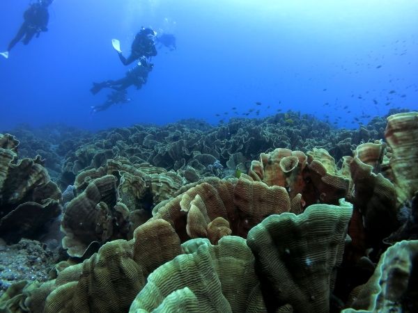 イルカやクジラにも会えるかも！小笠原の海を満喫する体験ダイビング