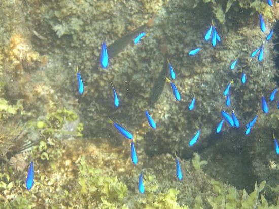 湯浅湾シーカヤック・ツーリング！6歳以上のお子様や初めての方も楽しめる　湯浅駅お迎え可＜半日／和歌山＞by アイランドストリーム