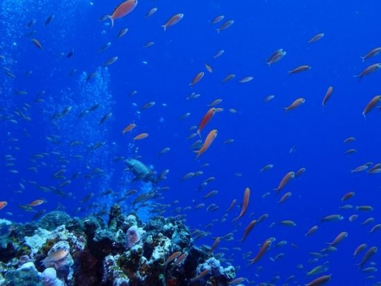 体験ダイビング　1グループ4名までの少人数制！できる限りポイントのリクエストもお応え＜ビーチ or ボート／1ダイブ／宮古島・来間島＞