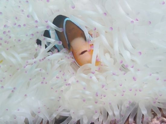 体験ダイビング　1グループ4名までの少人数制！できる限りポイントのリクエストもお応え＜ビーチ or ボート／1ダイブ／宮古島・来間島＞