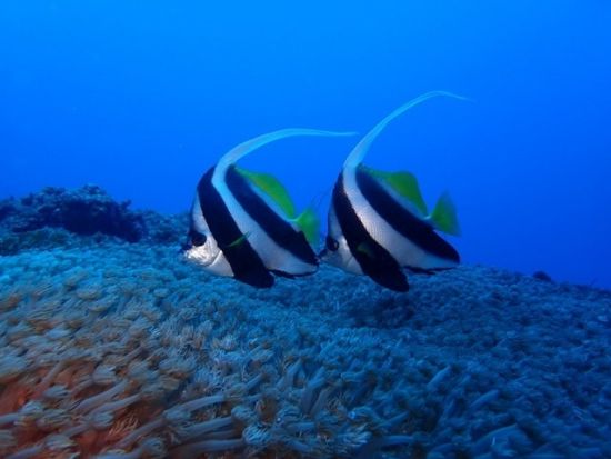 体験ダイビング　1グループ4名までの少人数制！できる限りポイントのリクエストもお応え＜ビーチ or ボート／1ダイブ／宮古島・来間島＞