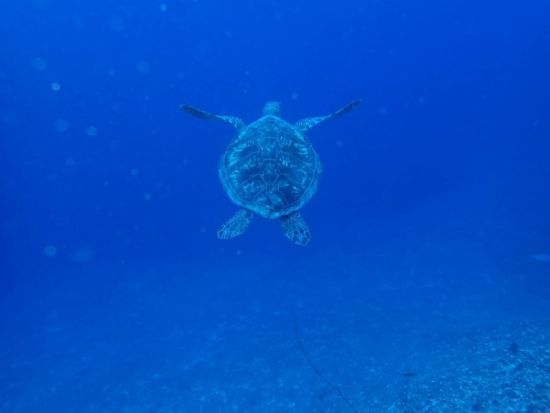 ファンダイビング　参加が楽な器材フルレンタル込みのプランあり＜ビーチ or ボート／2ダイブ／宮古島＞