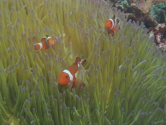 ファンダイビング　参加が楽な器材フルレンタル込みのプランあり＜ビーチ or ボート／2ダイブ／宮古島＞