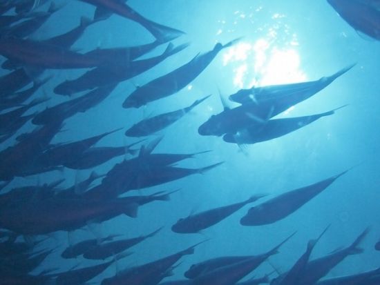 ファンダイビング　参加が楽な器材フルレンタル込みのプランあり＜ビーチ or ボート／2ダイブ／宮古島＞