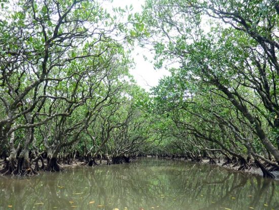 マングローブカヌー 通年楽しめる魅力満載の2時間 9:30または13:30選択可能 ＜住用町＞ by アイランドサービス