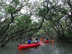 マングローブカヌー 通年楽しめる魅力満載の2時間 10 30または14 00選択可能 住用町 By アイランドサービス 奄美大島の観光 遊び 体験 レジャー専門予約サイト Veltra ベルトラ