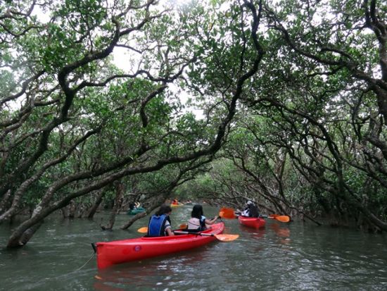 マングローブカヌー 通年楽しめる魅力満載の2時間 9:30または13:30選択可能 ＜住用町＞ by アイランドサービス